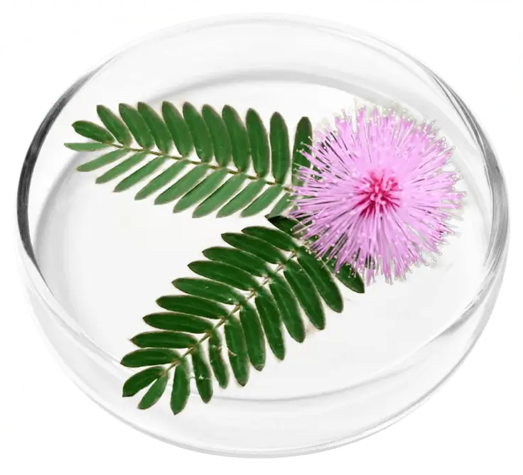 Mimosa pudica